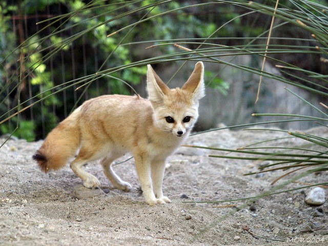 BatEaredFox