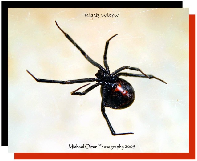 BlackWidow