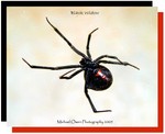 BlackWidow