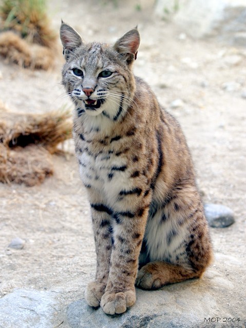 Bobcat