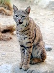Bobcat