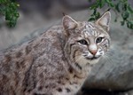 Bobcat1a.jpg