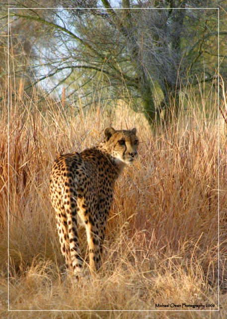 Cheetah01
