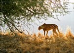 Cheetah02