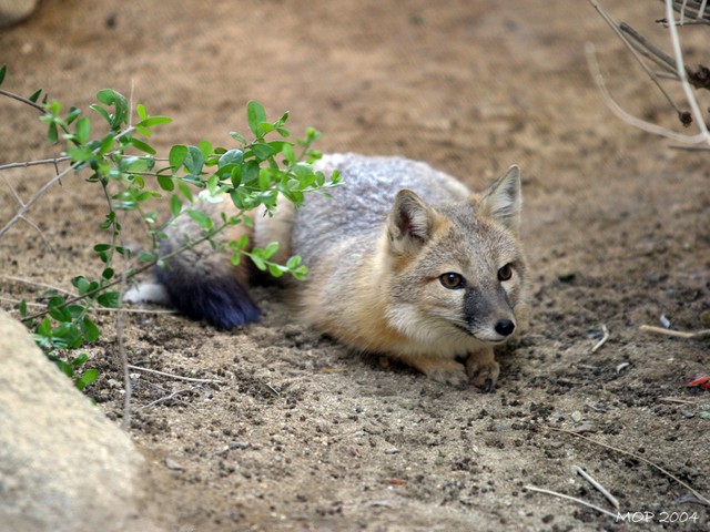 DesertFox1