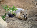 DesertFox1