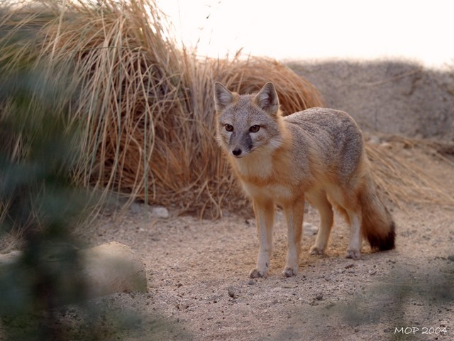 DesertFox2