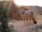 DesertFox2