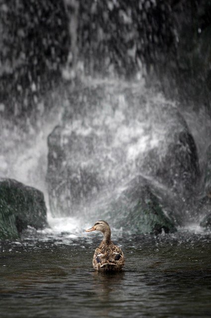 Duck&Waterfall