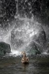 Duck&Waterfall