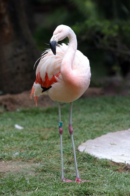 Flamingo