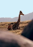 Giraffe1a.jpg