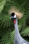 Grey Crowned Crane