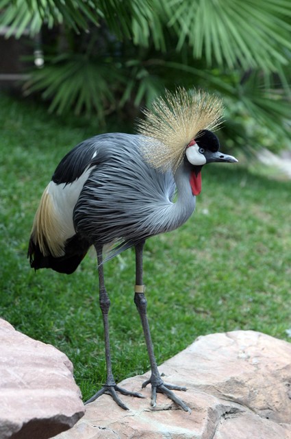 Grey Crowned Crane 2