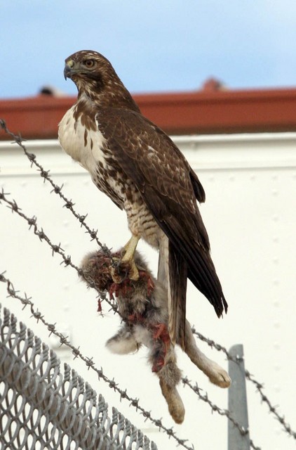 Hawk1a.jpg