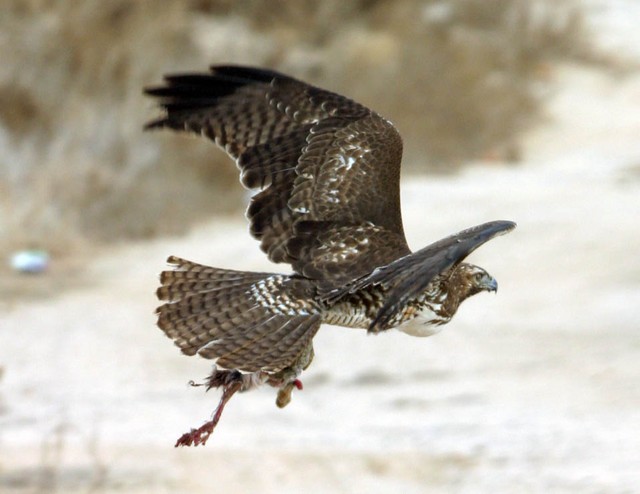 Hawk2a.jpg