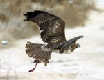 Hawk2a.jpg