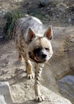 Hyena1a.jpg