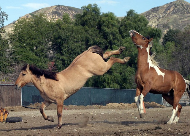 Horse Play
