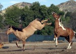 Horse Play

