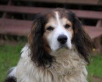 Skippy
RIP
1991-2011