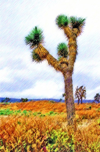 Joshua Tree