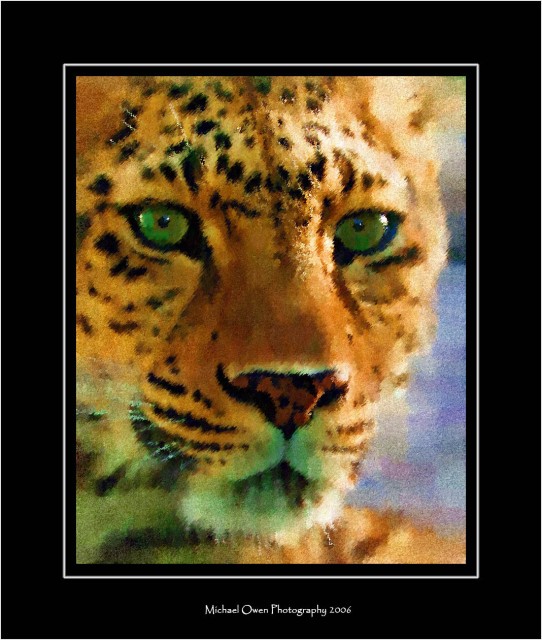 Leopard 3