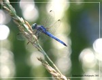 Blue Dragonfly