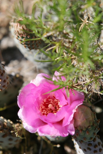 Cactus Flower