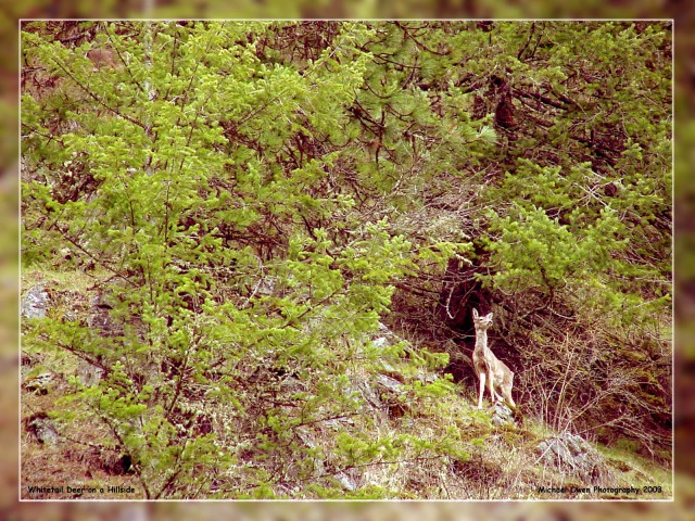 Deer