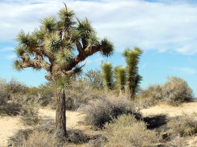 Joshua Trees