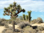 Joshua Trees