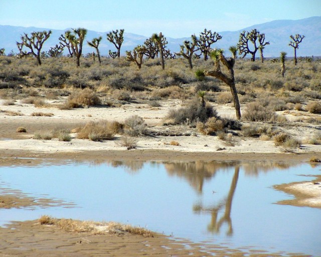 Mojave Desert ater the rain - 8x10