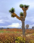 Joshua Tree - 8x10