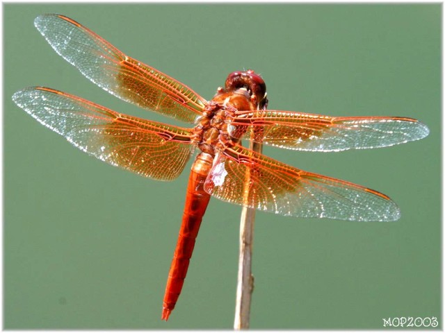 Orange Dragonfly