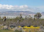 Windmills in Mojave, California