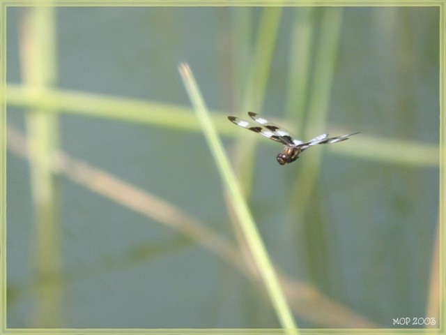 Zebra Dragonfly