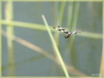 Zebra Dragonfly